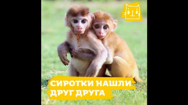 Две сиротки нашли друг друга - xyesoska.net